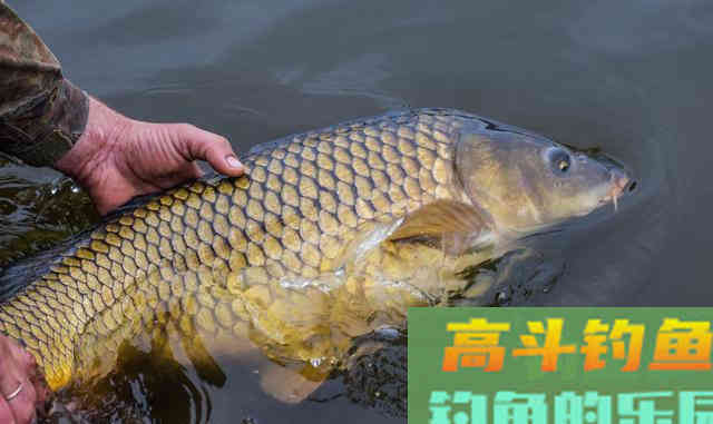 野钓鲤鱼这些年，心得不过这四条，注意这些小窍门