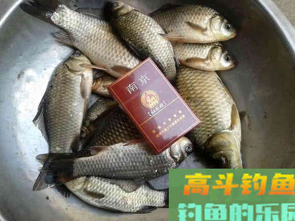 野河沟里钓野生鲫鱼,吃起来却有股煤油味是为什么 野河沟里钓野生鲫鱼,吃起来却有股煤油味是为什么
