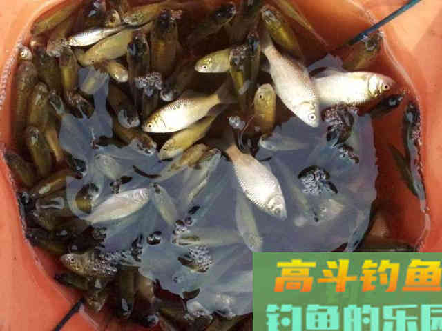为什么说野外的鲫鱼都是滑鱼,从调漂思路上分析 为什么说野外的鲫鱼都是滑鱼,从调漂思路上分析