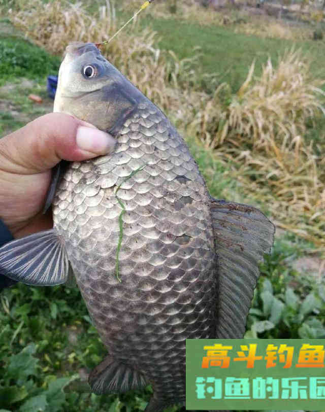 浅谈鲫鱼的食性和习性，足够了解你才能钓到爆护