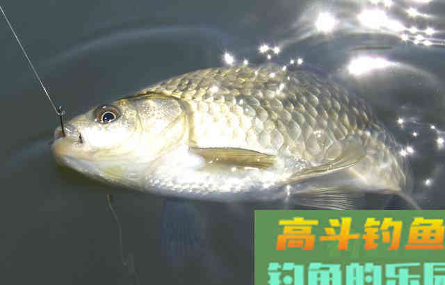 深秋鲫鱼，用好两款饵料和一种调钓，渔护装满