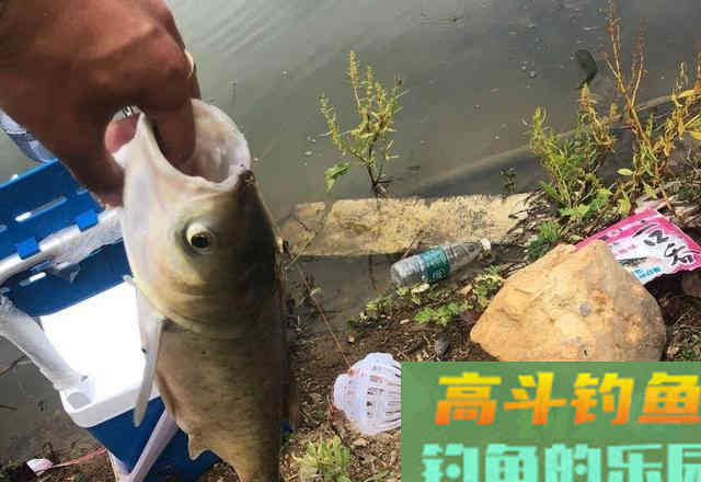 这5种鱼经常被钓友吐槽，一旦进窝就不肯走