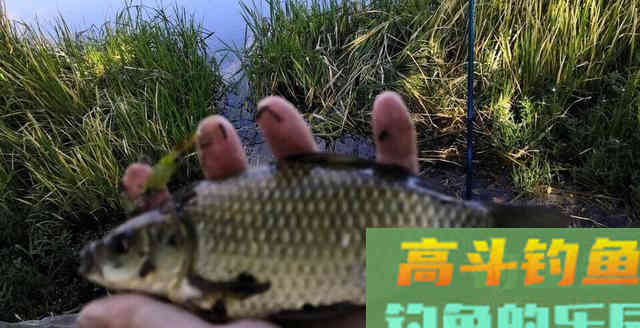 何为逗钓？深度解析逗钓的种类及各自使用方法及特点