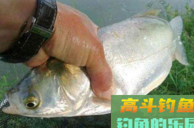 九月钓鲢鳙鱼的一些基本作钓技巧，解决不好钓问题