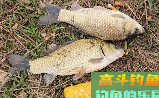 野钓大板鲫连竿，我只用了这2种方法，老钓友都懂