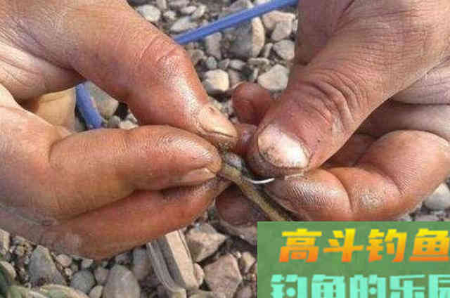 天越热,黑鱼就越不好钓?那是你没用这3招 天越热,黑鱼就越不好钓?那是你没用这3招