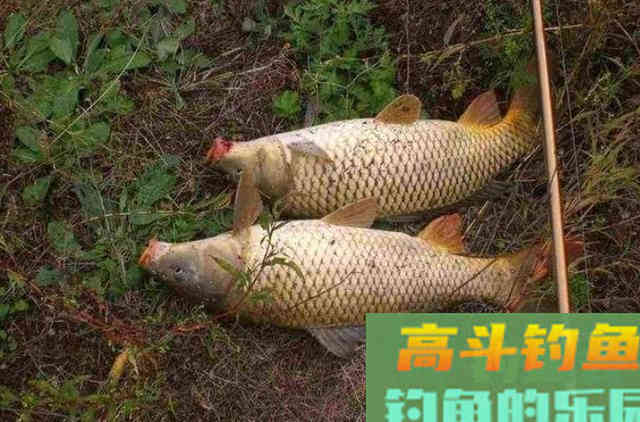 确认过眼神，试过这鲤鱼钓法的人不简单
