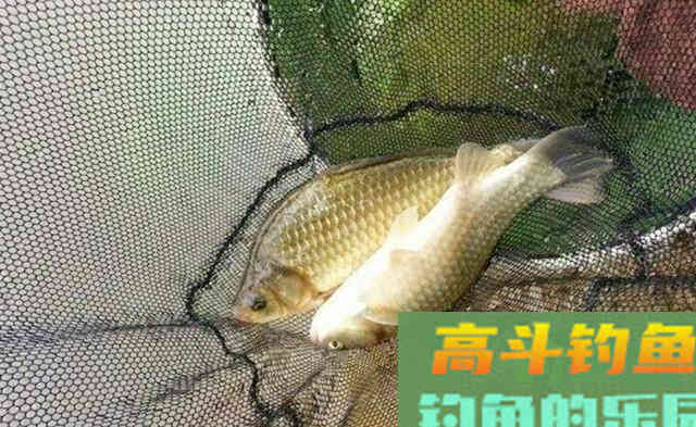 为什么钓了几条鱼后就没动静了?看老钓友如何解决 为什么钓了几条鱼后就没动静了?看老钓友如何解决