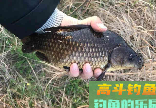 长竿钓鲫鱼还真要点技术!老钓友帮你捋一捋,哪几件事最重要 长竿钓鲫鱼还真要点技术!老钓友帮你捋一捋,哪几件事最重要