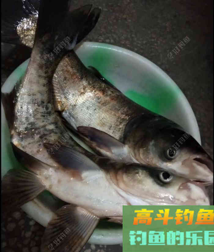 浅谈手竿钓鲢鳙，钓友们需要掌握的5个技巧