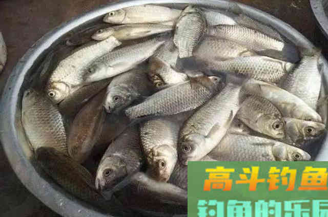 实话实说，自从用了这鲫鱼钓法，连老司机都拍案叫绝