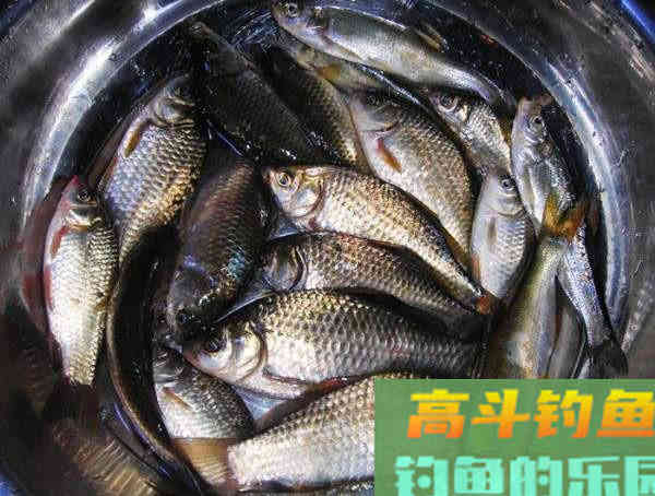 为什么土鲫鱼这么受到钓鱼人的青睐？