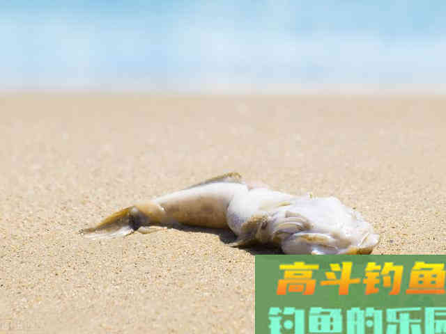 它只有一年寿命,还是很便宜的海鱼——光鱼 它只有一年寿命,还是很便宜的海鱼——光鱼