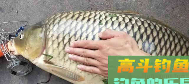 玉米钓不到鲤鱼,很有可能用法不对 玉米钓不到鲤鱼,很有可能用法不对