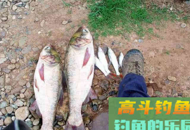 手竿如何垂钓大头鱼,4个方面重点就是饵要轻雾化好 手竿如何垂钓大头鱼,4个方面重点就是饵要轻雾化好