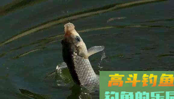 深秋钓鲫鱼子线多长？饵料蚯蚓红虫这种长度合适吗