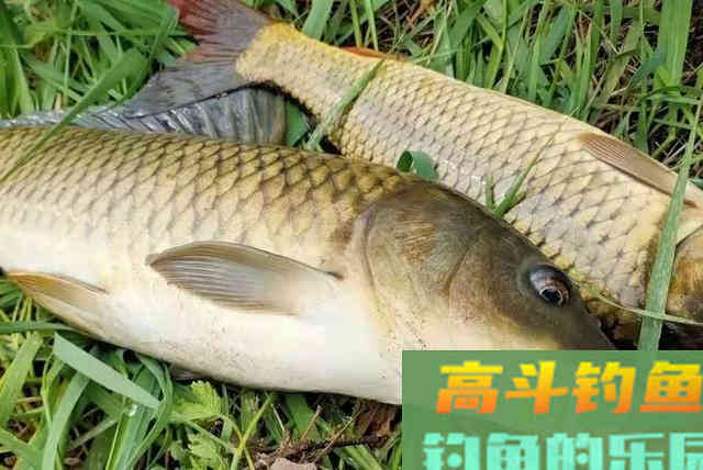 用过这3个鲤鱼钓法套路的人，没一个不竖大拇指