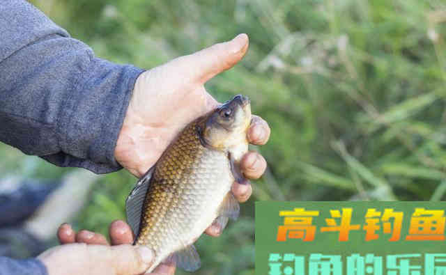 春季野钓大板鲫，远离6大误区，钓好鱼很轻松