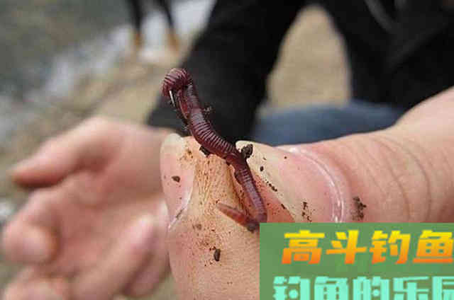 天气热，黄骨鱼就不好钓了？记牢5宜5不宜