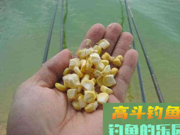 谁说大草鱼难钓?从四个方面探究,分享三种钓法 谁说大草鱼难钓?从四个方面探究,分享三种钓法