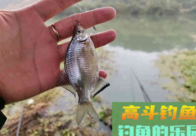 春去夏来鱼情发生变化,大鲫鱼难钓怎么办 春去夏来鱼情发生变化,大鲫鱼难钓怎么办