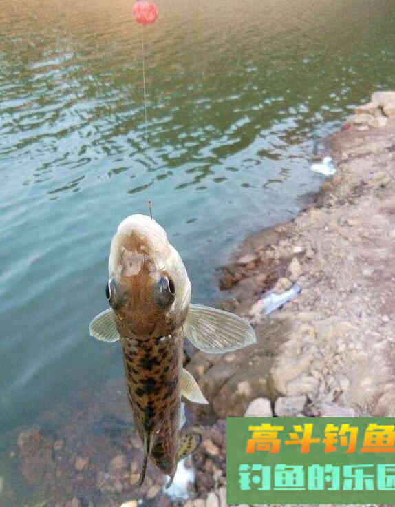 花骨鱼怎么钓？野钓客教你