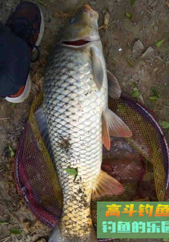 钓鱼中鲤鱼不开口怎么办?原因及处理方法 钓鱼中鲤鱼不开口怎么办?原因及处理方法
