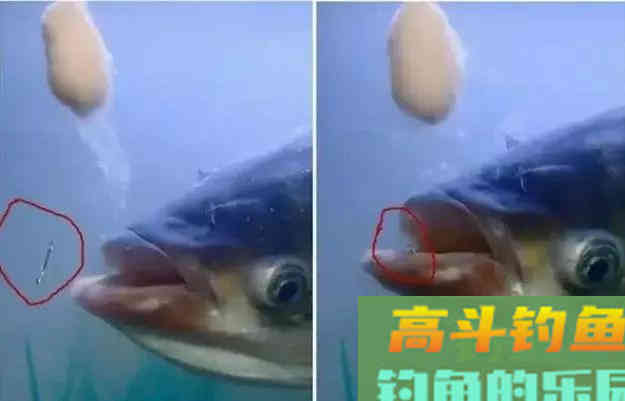 春末夏初，手竿抽鲢鳙正当季，注意这四点