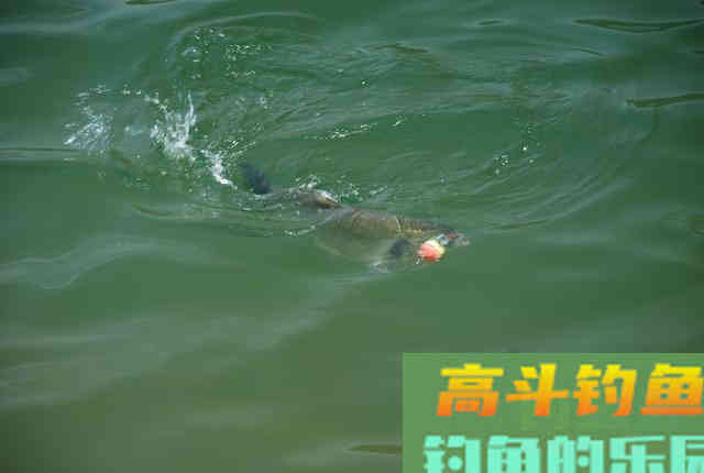 深秋的鲢子这么抽,连杆中鱼真不是事 深秋的鲢子这么抽,连杆中鱼真不是事