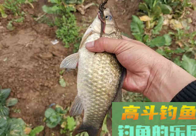 水库钓鲫鱼首选这三种钓位,尤其是初冬 水库钓鲫鱼首选这三种钓位,尤其是初冬