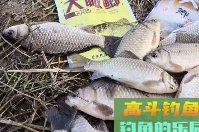 野钓板鲫要不要打窝？如果你会这些神操作，根本没必要