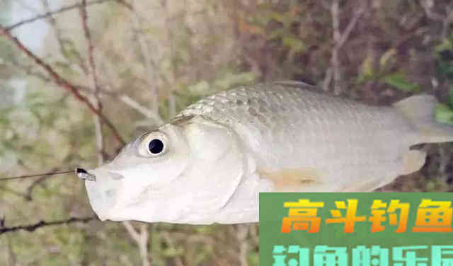 秋季钓鲫鱼,选钓时钓位和窝料搭配原则 秋季钓鲫鱼,选钓时钓位和窝料搭配原则