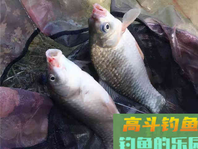 为什么野钓鲫鱼不建议浮钓?看完你就明白了 为什么野钓鲫鱼不建议浮钓?看完你就明白了