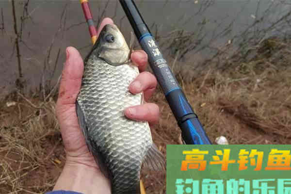 常说的土鲫、工程鲫、大板鲫,是属于什么品种的鲫鱼 常说的土鲫、工程鲫、大板鲫,是属于什么品种的鲫鱼