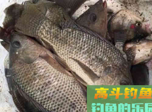 老钓友解析秋季野钓罗非鱼的4技巧，南方秋季钓罗非鱼