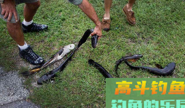 不同季节野钓黑鱼这样选择钓点和钓位