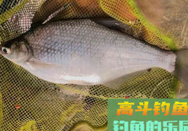 长江钓鱼，野钓鳊鱼分析教学，钓获20多斤野生鳊鱼和鲫鱼