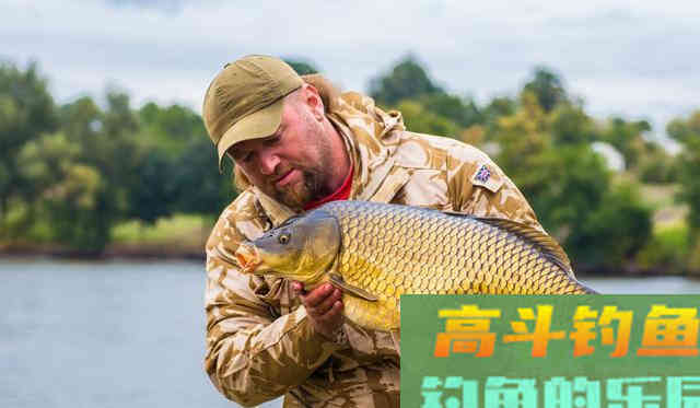 为何鲤鱼在美国像度假,在国内像渡劫 为何鲤鱼在美国像度假,在国内像渡劫