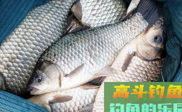 春季野钓大板鲫，远离6大误区，钓好鱼很轻松