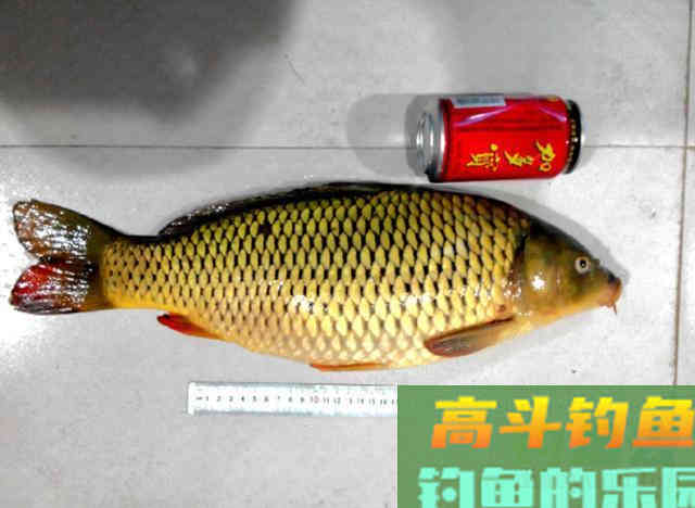 从钓获这条金鳞红尾的野生鲤鱼,谈谈我钓鲤鱼的经验 从钓获这条金鳞红尾的野生鲤鱼,谈谈我钓鲤鱼的经验