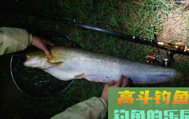 夏末秋初钓胡子鲶，子线都能给你磨断