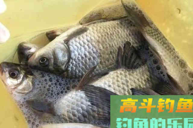 鲫鱼越大，反而越不好钓？庆幸我有这三大套路