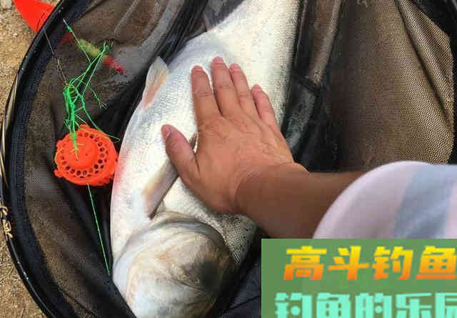 抛竿钓鲢鳙的5个常识性问题