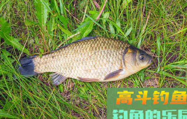秋季钓鲫鱼为什么会空军？