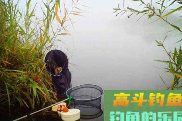 伏天一热,我立马就用这鲤鱼钓法 伏天一热,我立马就用这鲤鱼钓法