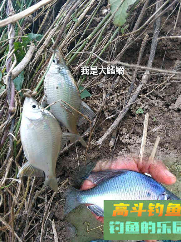冬钓彩衣精灵攻略:鳑鲏和大鳍鱊,小爆护不难哦 冬钓彩衣精灵攻略:鳑鲏和大鳍鱊,小爆护不难哦