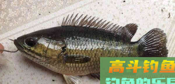 这种小型鲫鱼，能够上岸行走，为什么惹广东钓友厌恶