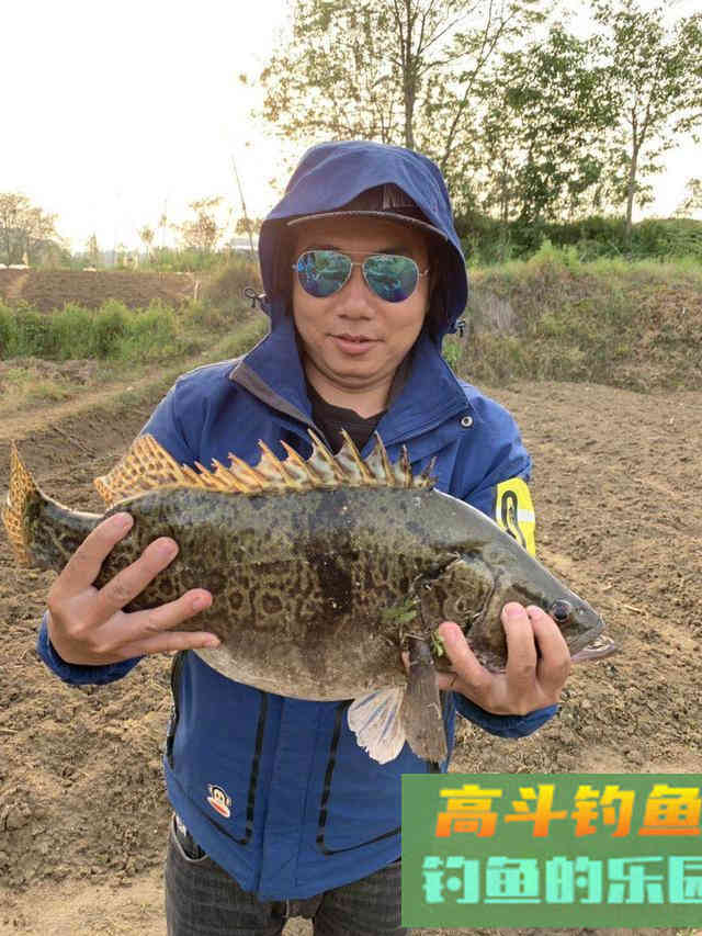 夏季鳜鱼最好钓，手竿路亚手丝均可