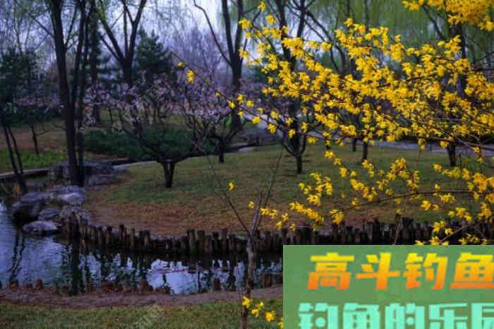 初春双竿钓鲫鱼的一点体会