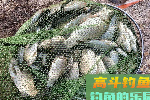 别人几条渔获,这位钓友却钓了50条大板鲫 别人几条渔获,这位钓友却钓了50条大板鲫